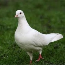Balodis