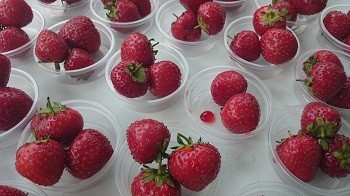 Latvijas Mājražotāju tirdziņi un degustācijas augustā